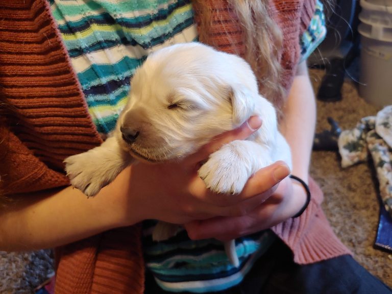 Easy Puppy Socializing Tips