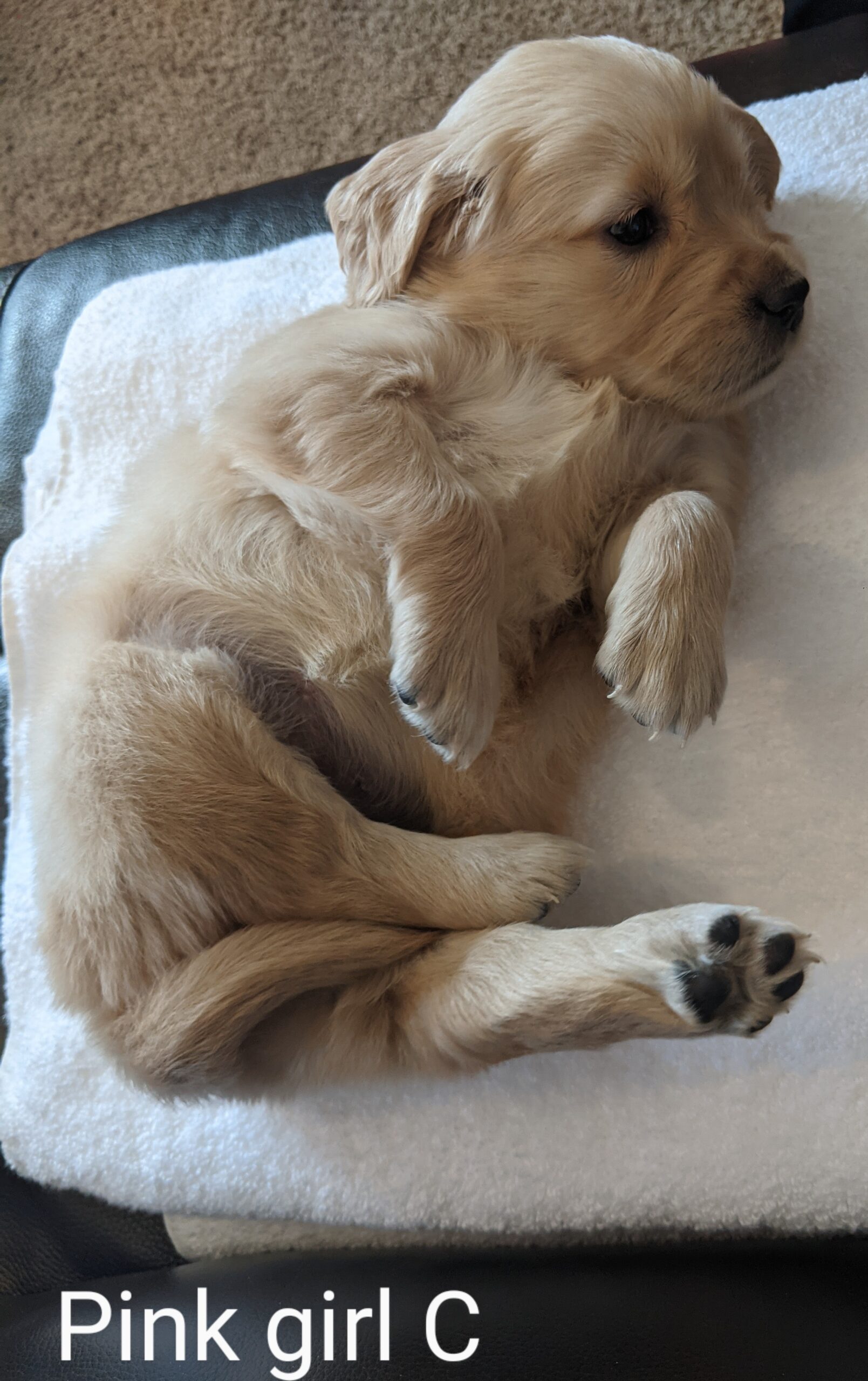 Golden Retriever Puppies For Sale